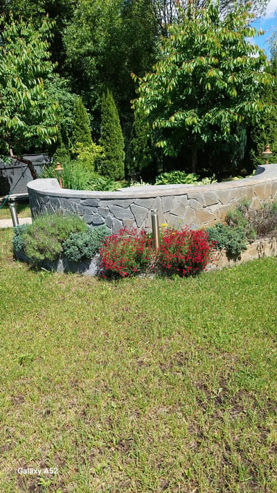 The image depicts a lush green garden in Zhavoronki, Russia, bathed in bright daylight. In the foreground, a neatly mown lawn leads to a semi-circular stone-faced raised garden bed. The stone work features large, irregular grey stones. Planting within the raised bed includes vibrant red flowering bushes on the right, and denser green shrubs, possibly lavender and juniper, on the left. Two modern, slender metallic garden lights stand vertically within the raised bed, one near the red flowers and another between the green shrubs. Behind the raised bed, a variety of trees and evergreens form a dense backdrop. A large, leafy deciduous tree dominates the center-right, while several tall, conical evergreen trees are visible to the left. The overall impression is of a well-maintained, tranquil garden space, likely a private residence.