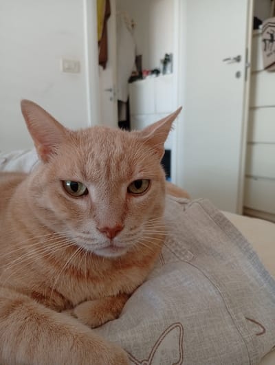 An orange tabby cat with green eyes is lying on a bed. The cat is looking directly at the camera. The background is blurred but appears to be a bedroom with a closet and a door. There is a duvet cover with a butterfly pattern. The image was taken in Civitanova Marche, Italy.