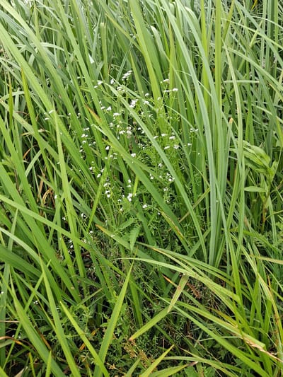 The image shows a dense patch of green grass and vegetation, with a scattering of small white flowers. The grass blades are long and vary in shade from bright green to a more yellowish-green, suggesting different types of plants or varying stages of growth. The flowers are clustered in small groups, adding delicate points of white against the dominant green. The background is filled with more foliage, creating a natural, wild setting. The lighting appears to be natural daylight, with no harsh shadows, indicating it could be overcast or the sun is not directly overhead. There are no people or man-made objects visible in the frame. The overall impression is one of a lush, overgrown natural environment. There is no visible text in the image. Given the location context of Reutyntsi, Ukraine, the scene likely depicts a rural or natural landscape common to the region during the warmer months.