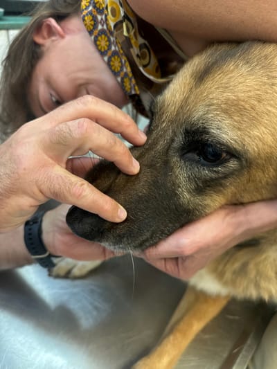 The image depicts a close-up scene occurring in Kfar Vitkin, Israel, likely within a veterinary clinic or examination room, characterized by a metallic, possibly stainless steel, examination surface in the foreground and background. A tan-furred dog, appearing calm, is the central subject, positioned with its right side of the face towards the viewer. Its dark eye is visible. A person's hands, identified by a black wristwatch on the left wrist, are gently cupping the dog's muzzle and inspecting the area around its nose. The fingers are extended, appearing to palpate or examine the dog's snout. A long, white vibrissa hangs downward from the dog's muzzle. In the upper background, partially obscured, the inverted face of a second individual, wearing a patterned headscarf with yellow, brown, and blue circular motifs, is visible, observing the interaction.