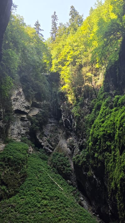 The image depicts a lush, green canyon or ravine with steep, rocky walls. Sunlight filters through the dense foliage at the top, illuminating patches of the canyon with a warm, yellowish-green glow. The vegetation is abundant, with moss and vines clinging to the rocks, and trees and shrubs growing throughout. The scene is dominated by shades of green and grey, with the bright sunlight creating a striking contrast against the darker areas of the canyon.
The angle of the shot suggests the viewer is looking upwards into the canyon, or possibly from a high vantage point looking down. The overall impression is one of natural beauty and ruggedness. There are no visible people or specific objects, but the presence of the vegetation and the rocky terrain indicates a natural, untamed environment. The time of day appears to be daytime, with the sunlight suggesting it could be morning or afternoon. The weather seems clear and sunny, allowing for the dappled light to penetrate the canopy. The location is identified as Vavřinec, Czechia.