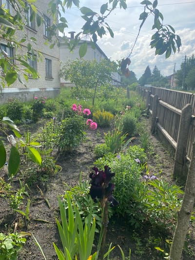 This image depicts a residential garden scene in Ihnatpil, Ukraine, captured from a low perspective. In the immediate foreground, vibrant green foliage partially frames the bottom and left sides of the frame, with a dark purple iris in bloom prominently positioned in the lower-left quadrant. The garden fills the midground, characterized by dark, tilled soil supporting a variety of green plants and flowering species, notably multiple clusters of bright pink peonies and scattered light purple irises. A partially visible white plastic bottle rests on the soil near the lower-left edge.
To the left, a multi-story brick building with several rectangular windows and a concrete foundation is visible, partially obscured by overhanging green leaves. Further in the background, a lighter-colored building with a dark chimney is discernible. The right side of the garden is bordered by a weathered wooden plank fence with substantial concrete posts. Beyond this fence, a paved road extends into the distance, with a white van observed on the road. Overhead, power lines traverse the upper portion of the frame against a partly cloudy sky, featuring both bright white clouds and areas of blue. Distant trees and additional buildings are visible along the horizon. No people or animals are present in the scene. The lighting suggests a bright, daytime setting with diffused sunlight.