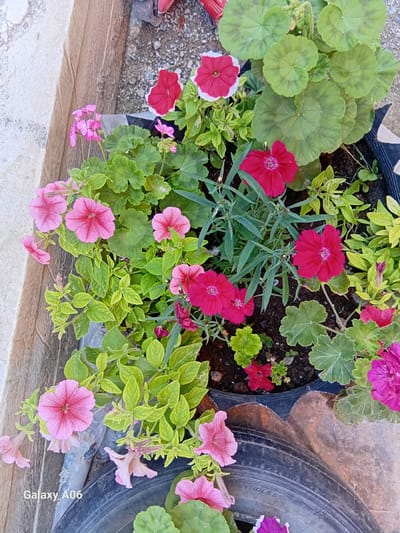 This is a top-down, medium shot of a flower pot filled with various colorful flowers and green foliage. The flowers are in bloom, displaying shades of pink, red, and magenta. There are also lush green leaves, some with a lighter green hue and others a deeper shade. The flower pot itself appears to be made from a dark material and is partially obscured by the plants.
In the background, a section of a black tire is visible, suggesting the pot might be a repurposed tire or placed next to one. The ground around the pot is a mix of gravelly texture on the left and a tiled surface on the right, with a concrete border in the foreground. The lighting suggests it is daytime, with natural light illuminating the scene. The image is a still shot, capturing the beauty of the flowers and their arrangement. The text "Galaxy A06" is visible vertically on the right side of the image, indicating it's a Samsung Galaxy A06 phone. There are no people or a specific event depicted. The scene appears to be an outdoor setting, likely a garden or patio.