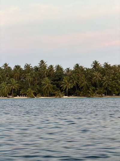 The image depicts a coastal scene in Guraidhoo, Maldives. On the left, there is a cloudy sky with hints of pink. Next to the sky is a dense tropical forest consisting of many palm trees, extending down the frame. A narrow strip of white sandy beach separates the forest from the water. A body of water that appears to be either the ocean or a sea occupies the right side of the image.