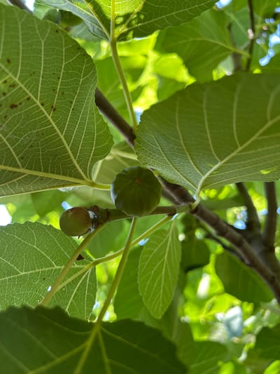 An overhead, eye-level shot showcases two small, unripe figs on a branch, surrounded by large, green fig leaves. The figs are a light green color, with one appearing slightly riper than the other. A few dark spots are visible on the leaves, indicating potential insect activity or a minor disease. The background is filled with more lush foliage and dappled sunlight, suggesting an outdoor setting. The overall impression is one of natural growth and the early stages of fruit development. The image does not provide any information about the location in the city of Zaboizkiy, Russia.
