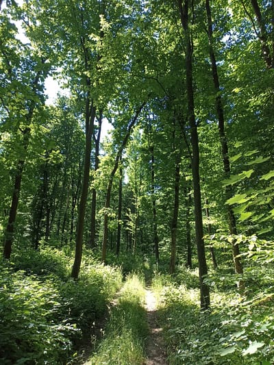 The image depicts a sun-dappled forest path in Pochaiv, Ukraine. Tall trees with lush green foliage form a canopy overhead, allowing sunlight to stream through, illuminating patches of the path and the undergrowth. The path itself appears to be a dirt trail, winding its way through the dense vegetation. The scene is characterized by vibrant green hues of leaves and grass, with dappled sunlight creating a sense of depth and natural beauty. There are no people or animals visible in the image. The environment is one of a tranquil and verdant forest.