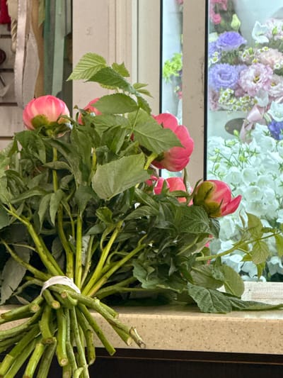 This media file is a close-up, eye-level shot of a bouquet of pink peonies with green stems and leaves, resting against a textured beige surface on the right. The bouquet is tied with a white ribbon. In the background, visible through what appears to be a window or glass partition, is an arrangement of flowers. These background flowers are predominantly white, with some purple and pink accents. The lighting suggests daytime, with soft, diffused light. There are no people visible. The focus is on the texture and detail of the peony stems and the buds, with some of the petals already beginning to unfurl. The background flowers are slightly blurred, creating depth and highlighting the foreground bouquet. The overall impression is one of fresh flowers arranged for display or sale. No visible text is present.