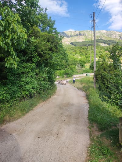 In the Egnatia Municipal Unit, Greece, a dirt road winds through a verdant landscape. On the left, dense green foliage forms a wall along the roadside. On the right, a power pole stands tall, its wires stretching across the frame against a backdrop of a bright blue sky dotted with white clouds. In the distance, majestic mountains rise, their slopes covered in trees and patches of exposed rock. A small herd of goats ambles down the road, their light-colored coats contrasting with the dusty path. A person in a white shirt and dark pants is walking behind the goats, seemingly guiding them. The scene suggests a tranquil, rural setting, bathed in the bright light of a summer day.