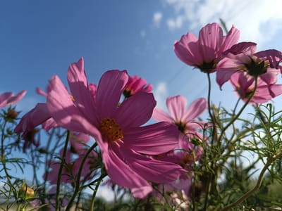 A low-angle shot captures a cluster of pink cosmos flowers against a bright blue sky with scattered white clouds. The foreground is dominated by the large, vibrant petals of several cosmos flowers, with their yellow centers visible. The flowers are in focus, showing delicate details of their structure. Behind them, more cosmos flowers and green foliage are slightly blurred. The scene is outdoors, suggesting a garden or park setting. The image does not contain any people, objects, or actions that would indicate a specific location within Alexandrovskoe, Russia, beyond it being an outdoor environment with flowering plants.