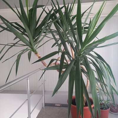The image shows a tall, indoor yucca plant with long, green, sword-shaped leaves. The plant is potted in a large, orange terracotta pot. The pot is placed on a surface that appears to be tiled flooring. Behind the yucca, another terracotta pot is visible, containing smaller succulents. The background consists of a white, ribbed wall or partition and a silver metal railing. The lighting suggests an indoor environment, possibly during the daytime given the brightness. The scene is static, with no people or activity depicted. The image is shot from a low angle, looking upwards at the plant. No visible text is present in the image. The location is identified as Briceni, Moldova.