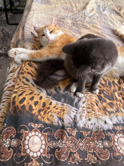 Two cats are resting on a blanket with a tiger print pattern. The cat on top is gray with white paws and appears to be grooming or playing with the cat below. The cat underneath is orange and white and is lying on its back with its paws in the air, looking up at the camera with its eyes partially closed. The blanket has a floral pattern on one side and a tiger print on the other, with an ornate brown and white damask pattern also visible. The scene suggests a relaxed, indoor setting, possibly a bed or sofa. The lighting indicates it is daytime.