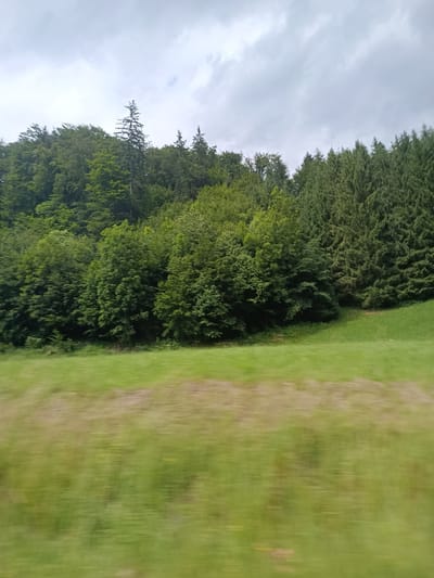 A full shot captures a densely wooded hillside under a cloudy sky. The trees are a mix of deciduous and evergreen varieties, with the deciduous trees showing a vibrant green foliage. The hillside slopes gently from the left to the right of the frame. In the foreground, a grassy field is visible, appearing somewhat blurred due to motion. The sky is overcast with gray clouds. The image is likely taken from a moving vehicle, given the blurriness of the foreground. No people are present in the frame. The scene appears to be a natural landscape, possibly in a rural or mountainous area.