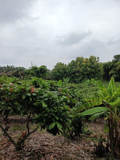 The image depicts a cocoa plantation, a common sight in the agricultural regions of Quevedo, Ecuador. In the foreground, young cocoa trees, characterized by their broad, glossy green leaves and reddish pods emerging directly from the trunks and branches, are scattered across the field. The ground is covered with a thick layer of brown, fallen leaves, which likely serve as natural mulch. Scattered amongst the cocoa trees are banana plants. In the background are bamboo groves and the trees in a farm environment, all under a heavy, overcast sky.