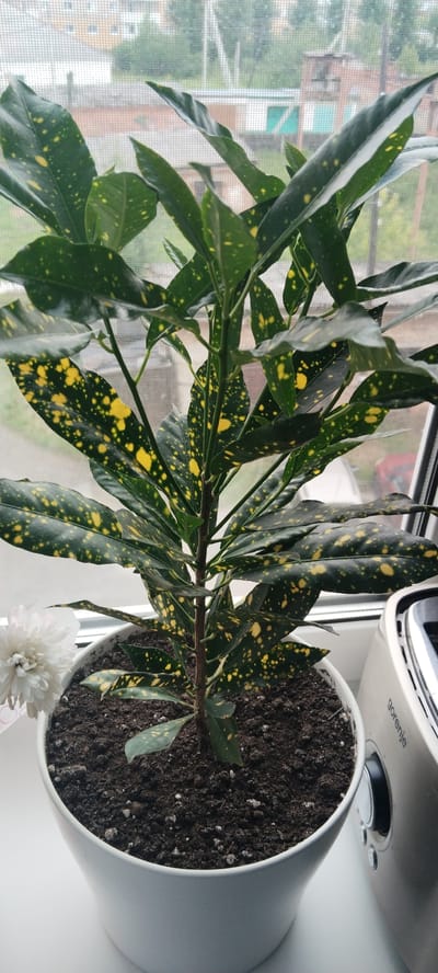 A potted plant with dark green leaves speckled with yellow is on a windowsill. Next to the plant, a white chrysanthemum is visible. In the background, a window screen shows a view of buildings and trees, suggesting an urban setting. To the right of the plant, a cream-colored appliance with the brand name "Gorenje" is partially visible. The overall scene depicts an indoor setting with a view of the outdoors.