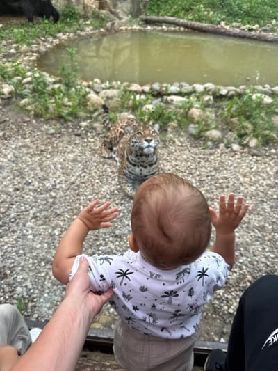 A high-angle shot shows a baby wearing a white t-shirt with a palm tree pattern and light-colored shorts, facing away from the camera. The baby's arms are raised, and one hand is reaching out. In the background, a jaguar is lying down and looking towards the baby. The environment appears to be an enclosure at a zoo or wildlife park, with a small body of water and rocky ground visible. A black animal, possibly another jaguar, is in the upper left corner of the image, partially obscured. The image was taken in Klemyatino, Russia.