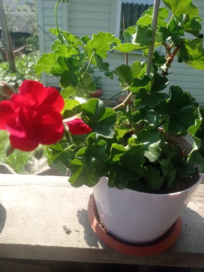 A close-up shot focuses on a potted red geranium. The flower, vibrant and in full bloom, is positioned in the foreground on the left side of the frame, slightly out of focus. Behind it, the lush green foliage of the plant fills the middle and right portions of the image. The plant is in a white pot, which sits on an orange saucer. The pot is placed on a weathered wooden surface, likely a windowsill or railing, bathed in bright sunlight. In the background, the scene appears to be outdoors, with hints of a rustic setting: a white building with siding and a window, greenery, and possibly a roofline of another structure. The lighting suggests it is daytime, with strong shadows cast by the plant and pot, indicating a sunny day. The overall impression is one of a blooming plant in a tranquil, possibly rural, outdoor environment. There is no visible text in the image.