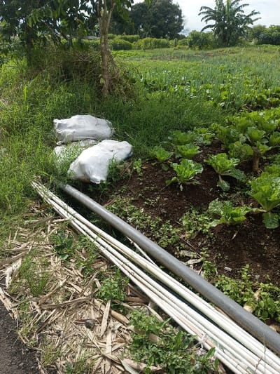 A small farm plot is visible. Vegetables, possibly cabbage, grow in dark, fertile soil. Two white sacks are nestled amongst tall grasses. A stack of white pipes and a single gray pipe lie on a bed of dried leaves and grass at the edge of the plot, next to an asphalt path. The background shows more crops extending into the distance under trees.