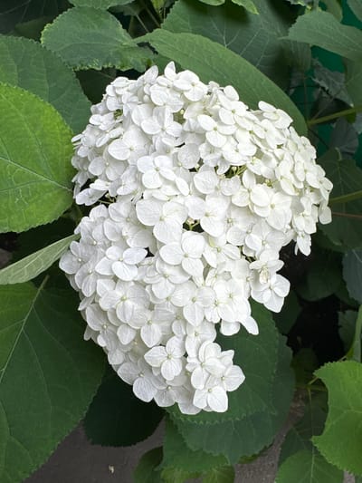 An overhead, medium shot captures a dense cluster of white hydrangea blossoms surrounded by large, dark green leaves. The flowers are tightly packed, forming a domed shape, with individual petals displaying delicate veining. The leaves are broad and textured, some with serrated edges, creating a lush backdrop. The scene is set outdoors, with hints of a gray, paved surface visible at the bottom of the frame. The image appears to be taken in Goryachevodsky, Russia, based on the provided context. There are no people or discernible actions in the image; it is a still life of a flowering plant.