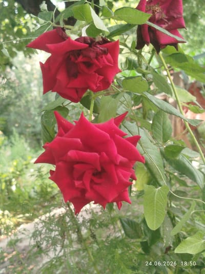 The image captures a close-up view of two vibrant red roses in bloom, with another rose slightly out of focus in the background. The roses are part of a rose bush, evident from the surrounding green leaves and stems. The setting appears to be outdoors, likely a garden or natural environment, given the soft, blurred greenery in the background which suggests trees and other foliage. The lighting indicates it is daytime, with the sunlight illuminating the petals and creating a soft, natural glow. There are no people or animals visible in the frame.
A timestamp is visible in the bottom right corner of the image, reading "24.06.2026 18:50". This suggests the photo was taken on June 24, 2026, at 6:50 PM. The time of day, combined with the soft lighting, could indicate late afternoon or early evening. The location context provided is Özgön, Kyrgyzstan. The overall mood of the image is serene and natural, focusing on the beauty of the flowers.