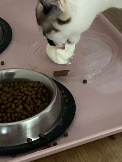 An adult cat with white and brown markings is eating from a small, clear plastic dish filled with a white, creamy substance. The cat is positioned in the upper right of the frame, with its head lowered to the dish. In the lower left of the frame, a silver metal bowl filled with brown kibble is visible. The objects are placed on a light pink tray. The background appears to be a wooden surface. There is no indication of the location being Mijas, Spain.
