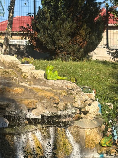 This is a detailed, forensic, matter-of-fact description of a scene in Sredishte, Bulgaria:

The image depicts an outdoor garden scene with a small, multi-tiered rock waterfall. A bright green ceramic frog figurine is prominently positioned on the second tier of the rock formation, in a relaxed, seated posture, facing to the left. To the right and lower down on the rock formation, another similar frog figurine is visible, facing forward. The rocks are weathered and appear to be a mixture of tan and gray, with some patches of moss or algae. Water cascades over the edges of the rocks, creating a shimmering effect, especially where sunlight reflects off the droplets.

In the background, a lush green lawn stretches out, dotted with small white wildflowers. Behind the lawn, a dense, dark green conifer tree dominates the central background. To the left of the tree, a portion of a building with a red tile roof is visible, partially obscured by a vertical tree trunk and branches. A metal fence with a grid pattern runs across the upper background, separating the garden from the residential area beyond. The sky above is a clear, bright blue. The overall impression is a well-maintained garden with decorative elements, suggesting a private residence.