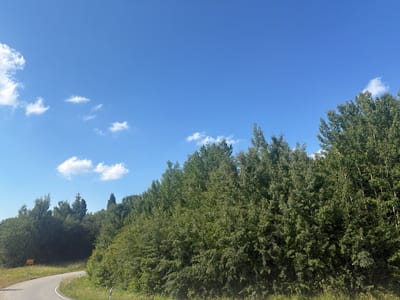 The image depicts a bright, sunny day with a clear blue sky dotted with scattered white clouds. The majority of the frame is filled with a vibrant blue expanse. In the upper portion of the image, a dense line of lush green trees forms a canopy, their leaves catching the sunlight. The trees are varied in height and density, creating a textured, organic line against the sky.

To the far right of the image, a paved road curves out of view, bordered by a grassy verge and more trees. There is a yellow sign visible on the roadside with some text that is too small to read. The scene suggests an outdoor setting, possibly a rural or suburban area in Schwentinental, Germany, given the provided context.

The overall impression is one of a peaceful, clear day, likely in the late morning or afternoon given the bright sunlight. There are no people or specific objects of interest in the foreground, drawing the viewer's attention to the natural elements of trees and sky. The focus is on the expansive sky and the verdant line of trees.