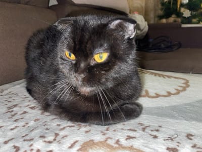 An indoor close-up shot features a sleek, solid black cat with striking bright yellow (amber) eyes. The cat is positioned centrally in the frame, lying in a "loaf" position with its paws tucked underneath its body. Its fur appears soft and dense, with faint reflections of light on its coat. The cat's ears are folded forward and down, characteristic of a Scottish Fold breed; the right ear, from the viewer's perspective, shows a slight unevenness or possibly a small amount of light-colored debris. Prominent white whiskers fan out from its muzzle. The cat's expression appears attentive and somewhat serious, gazing slightly towards the right side of the frame.
The cat is resting on a light-colored blanket or rug that has a subtle, light brown patterned design. The pattern includes small, irregular shapes and a larger, more defined outline resembling a heart or petal shape visible on the right side of the mid-ground. In the blurred background, a dark brown sofa or upholstered furniture piece is visible. To the far right in the background, out of focus, hints of a decorated Christmas tree can be seen, with what appears to be white or light-colored ornaments, suggesting the image was taken around the holiday season. The lighting is artificial and seems to be somewhat dim, which accentuates the cat's glowing eyes.