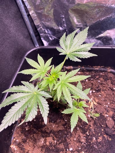 A young cannabis seedling is shown in a black plastic pot filled with dark soil. The plant has several green leaves, some of which have small white spots. The pot is situated within a grow tent, indicated by the reflective interior and black fabric walls visible in the background. The overall scene suggests an indoor cultivation setup. No people are present in the image. The location in Wölfersheim, Germany cannot be determined from the visual information provided.
