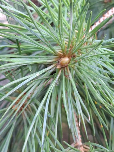 The image is a close-up, shallow depth of field shot of a pine tree branch with needles covered in dew drops. The needles are a vibrant green and radiate outwards from a central, woody bud. The dew drops are clear and spherical, reflecting light. The background is a blurred mix of green and brown, suggesting other foliage or the forest floor. The image is a natural scene, likely outdoors, and there are no people or man-made objects visible. The image does not provide any information about its location in Булаев қалалық әкімдігі, Kazakhstan.