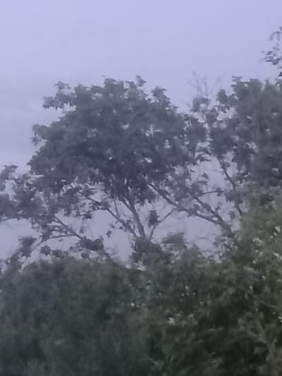 The image shows a close-up view of trees and foliage against a cloudy, overcast sky. The branches of several trees are visible, with dense green leaves and some bare branches interspersed. The foreground is filled with a dark, textured mass of greenery, likely more trees or shrubs. The overall scene is muted in color due to the overcast conditions. The image does not contain any discernible elements that would place it specifically within the city of Қозыкеткен ауылдық округі, Kazakhstan, or any other urban environment. It appears to be a natural outdoor scene.