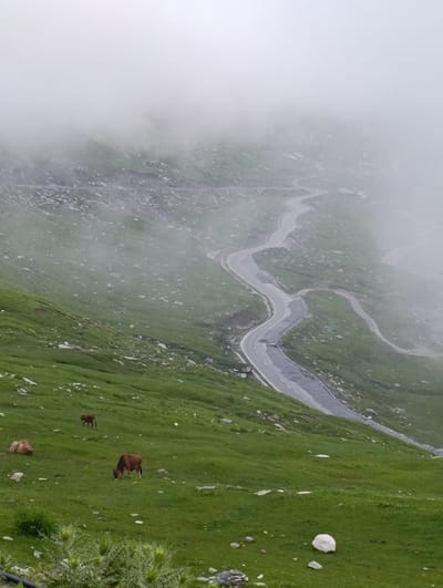 A scenic view of the Rohtang Pass road in Marhi, India, shrouded in mist. The winding asphalt road is visible snaking through a grassy mountainside. Several brown cows are grazing on the green slopes, with one standing in the mid-ground and another further up the hill. Large rocks are scattered across the terrain. The sky is obscured by thick fog, creating a soft, diffused light.