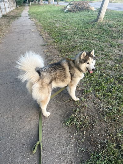 In Nikopol, Ukraine, a fluffy Alaskan Malamute lies on a dirt path next to a grassy area. The dog is on its back with its tongue out, appearing to be panting and perhaps enjoying the moment. A green leash is attached to its collar and extends to the right. The setting appears to be outdoors on a sunny day, with some dry leaves and grass scattered on the ground. The dog's fur is thick and appears to be a mix of white and grey. The overall mood is relaxed and peaceful.