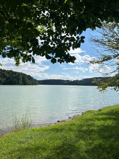 The image captures a landscape view of Lechsee, a reservoir located approximately 5 kilometers south of Schongau, Germany.

The scene is composed of natural elements under a partially clouded sky. The upper portion of the frame is partially obscured by the dark green foliage of a tree, primarily visible in the upper left quadrant. The upper right features branches with lighter green leaves and some bare sections.

The central and mid-ground of the image are dominated by the Lechsee, a large body of water exhibiting a pale turquoise-green coloration with visible surface ripples. The immediate foreground shows a gently sloping bank covered in vibrant green grass, which transitions to a narrow strip of light brown earth or sand at the water's edge. Taller, slender green plants are visible near the water's edge in the lower left.

The distant shoreline across the lake is uniformly covered by a dense, dark green forest of coniferous trees, which extends across the entire horizon. A single, small, dark, and indistinct object, possibly a buoy or a distant boat, is discernible on the water's surface towards the right of the image's center.

The sky above the distant tree line and visible through the foreground foliage is a clear blue, interspersed with scattered white cumulus clouds. The illumination indicates a sunny daytime environment, with shadows from the foreground trees cast upon the grassy bank. No human figures or discernible man-made structures, other than the possible buoy, are present.