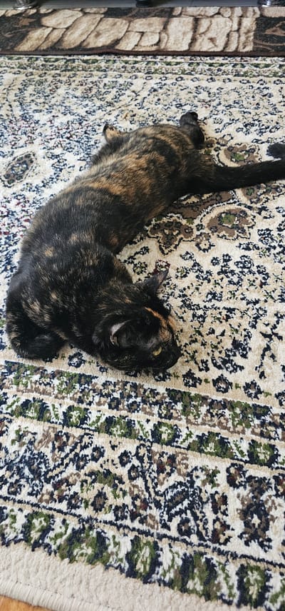 A tortoiseshell cat is lying on a patterned rug in Karshi City, Uzbekistan. The cat is dark brown and black with patches of orange and gold fur. Its eyes are yellow and it is looking towards the right of the frame. The rug has a cream-colored background with a repeating pattern of dark brown, black, and green floral motifs. The cat's body is stretched out, with its tail extended to the right. The scene appears to be indoors, possibly in a living room.