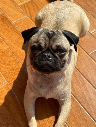 A fawn pug lies on a brown tile floor, bathed in sunlight. The pug is positioned at an angle, looking up at the viewer. Its face is dominated by a black muzzle, wrinkles, and soulful dark eyes. The dog's ears are black, and its body is a light tan. The tile floor creates a grid pattern, with sunlight casting shadows across the surface. The scene is warm and inviting.