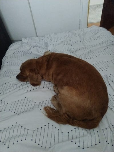 A reddish-brown dog is observed sleeping, curled into a compact position on a bed. The dog's head is oriented towards the left frame edge. The bed is covered by white linen featuring a repeating pattern of dashed black vertical lines organized in wavy horizontal rows. The background on the left consists of a plain white vertical surface, possibly a wall or door. To the right, a white door jamb is partially visible, beyond which a light-colored tiled floor is discernible, indicating an interior domestic environment. The location of this scene is Ramos Mejía, Argentina.
