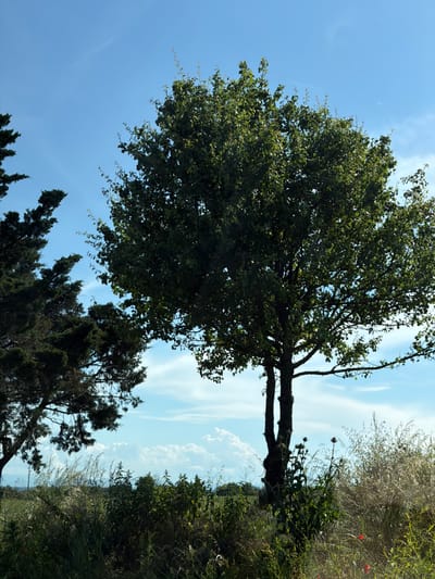 The image presents a vibrant natural landscape under a bright, clear sky. A large, mature deciduous tree with a full, dense green canopy dominates the left side of the frame, its textured trunk visible towards the center. Its branches spread widely against the brilliant blue sky, which occupies the upper left and central portions of the image.
Below and to the right of the main tree, a cluster of darker, evergreen trees, possibly cypress or juniper, stands with their characteristic pointed foliage. The right side of the image features a dense mass of wild vegetation, including various shrubs, grasses, and flowering plants. Among these, spiky plants with purple, thistle-like flowers are visible, along with scattered small red blooms, suggestive of poppies.
The sky is a clear, light blue with a few delicate, wispy white clouds drifting across. The scene is brightly lit by the sun, indicating daytime, likely mid-morning or early afternoon. There are no people or specific activities depicted; the scene is a serene snapshot of nature. No text is visible in the image. The overall impression is one of peaceful natural beauty, consistent with a rural setting in Brestovets, Bulgaria.