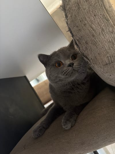 A close-up, high-angle shot shows a grey British Shorthair cat peeking from behind a distressed, textured beige sofa in what appears to be a home environment. The cat's large, round, orange eyes are wide, looking upwards and to the right with a curious expression. Its ears are pointed forward. The cat's body is mostly obscured by the sofa, but its front paws are visible, resting on the sofa's armrest. To the left of the cat, a dark, rectangular object, possibly a laptop or tablet, is partially visible, casting a shadow. The background is out of focus, but suggests an indoor setting with natural light coming from a window, and hints of other furniture in a neutral color palette. There is no indication of the city of Spinea, Italy, or any urban environment.