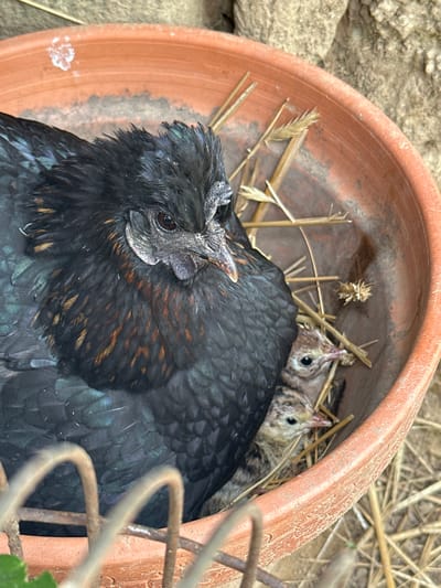 In Amarante, Portugal, a black hen with mottled brown feathers sits in a terracotta pot, amidst straw. Two small, speckled chicks peek out from under her. The pot sits outdoors near a stone wall and is partially obscured by a wire structure.