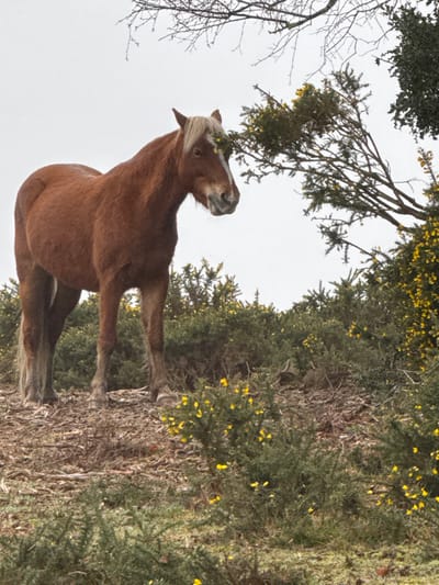 An adult horse stands on an uneven, leaf-strewn rise in the New Forest, United Kingdom, under an overcast sky. The horse is chestnut brown with a blonde-white mane and tail, and a prominent white blaze down its face. Its body is oriented left, while its head is turned slightly to the right and angled downwards. The immediate foreground and background are dominated by dense, green gorse bushes covered in bright yellow flowers. Overhead, bare, dark tree branches are visible against the bright, featureless sky, with a portion of a tree exhibiting green foliage and yellow flowers visible on the right. No other animals or humans are present.