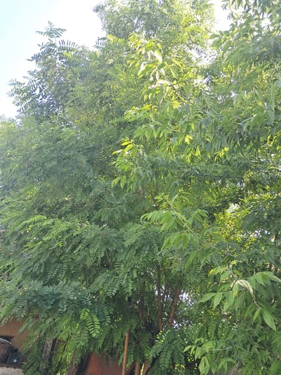 The image is a close-up shot of dense green foliage, dominated by the leaves and branches of a tree. The leaves are compound, appearing in clusters along thin stems, and vary in color from bright lime green where the sunlight hits them, to a deeper, more muted green in the shadows. The camera angle is looking upwards, as if from beneath the tree canopy, with patches of bright sky visible through the gaps in the leaves.

The light suggests it is daytime, possibly late morning or early afternoon, given the brightness and the direction of the light filtering through the leaves. There are no people or explicit objects visible, only the natural elements of the tree and the sky. The dense nature of the leaves creates a feeling of being enveloped by the greenery. The background shows hints of what might be a wooden structure with a reddish-brown hue, and a small black object, possibly a piece of equipment or a container, near the bottom right corner. The overall impression is one of a lush, natural environment. The specific location cues are limited to the tree itself and the hint of man-made structures in the background. No text is visible in the image.