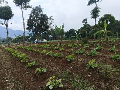 The image depicts an agricultural field located in Suối Đục, Vietnam, under an overcast sky. The foreground and midground consist of dark brown, tilled soil arranged in parallel rows, where numerous young, green, broad-leafed plants are growing. Several young banana trees with large green leaves are interspersed throughout the cultivated area, particularly on the right side. In the midground, two tall coniferous trees with visible rungs attached to their trunks stand on the left, alongside a large, dense deciduous tree. The background features a dense treeline, behind which faint structures, including one with a blue tarp and another light-colored building with a reddish roof, are partially visible. Distant, hazy mountains define the horizon under the grey sky. No individuals, animals, or vehicles are present in the scene.