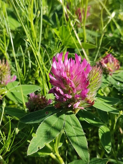 A close-up shot captures a cluster of vibrant pink clover flowers in full bloom, nestled amidst lush green grass and foliage. The clover heads, with their delicate, elongated petals and fuzzy green bases, are the central focus. Sunlight filters through the leaves, creating a dappled effect and highlighting water droplets on the petals and leaves, suggesting recent dew or light rain. The background is a soft blur of green, with other clover blooms and tall grass stalks visible, indicating an outdoor setting in a meadow or field. The overall mood is serene and natural, evoking a sense of springtime or early summer in a rural Ukrainian landscape, specifically Mar'yanivka. The image is taken during daylight hours, likely morning or afternoon, given the bright sunlight. No people or text are visible in the frame.