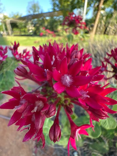 A close-up, slightly angled shot captures a cluster of vibrant, deep pink pentas flowers in Givat Shmuel, Israel. The flowers, with their star-shaped petals, are the primary subject, dominating the foreground and midground. Several blossoms are fully open, revealing delicate, fuzzy white centers, while others remain as tight buds. The petals are a rich, almost velvety pink, with some showing lighter pink or white accents, especially near the tips. Fine hairs are visible on some of the petals and buds.

The background is softly blurred, suggesting an outdoor setting with lush greenery. Out-of-focus leaves and hints of other plants create a natural, garden-like environment. In the upper left portion of the image, a blurred out-of-focus tree trunk and branches are visible, along with a patch of bright blue sky, indicating it is daytime. The lighting suggests it could be morning or late afternoon, with soft sunlight illuminating the flowers. The overall mood is serene and natural. No people, objects, or text are visible in the image.