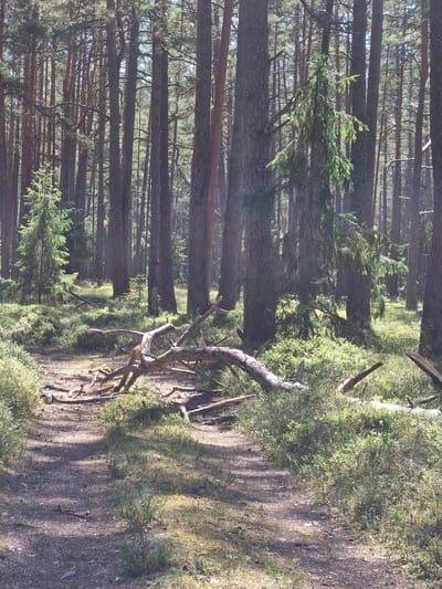 The image depicts a sun-dappled forest path in Mērsrags, Latvia. Tall, slender pine trees with rough, brown bark dominate the background, their branches forming a dense canopy that allows shafts of sunlight to filter through. The forest floor is covered with a mixture of fallen pine needles, leaves, and sparse green undergrowth. A weathered, fallen tree trunk lies across the path in the foreground, its gnarled branches creating a natural obstacle. The overall impression is one of a serene and untouched natural environment.