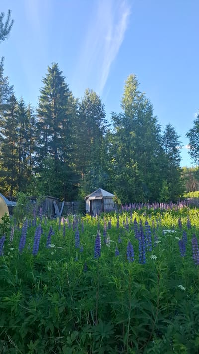 The image depicts a rural landscape in Novovilgovskoye Sel'skoye Poseleniye, Russia, under a clear blue sky with wispy clouds. A dense forest of tall evergreen trees forms a backdrop. In the mid-ground, a rustic wooden fence surrounds a small clearing. Within this clearing, two weathered wooden structures resembling sheds or small outbuildings are visible. In front of the fence and extending into the foreground, a field is densely populated with vibrant purple lupine flowers and other green foliage. The sunlight casts a warm glow on the scene, highlighting the flowers and vegetation. There are no people visible in the image.