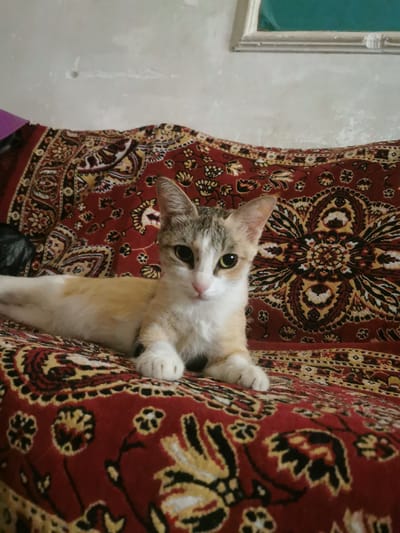 A calico kitten lies on a red and gold patterned rug in a room. The kitten has white, tan, and grey fur, with dark eyes and pink ears. It is lying on its side, with its front paws extended. The rug is intricately patterned with floral and geometric designs. The background of the image shows a textured, off-white wall, with a framed picture visible at the top. The scene appears to be indoors, likely in a residential setting in Jarqurgon, Uzbekistan.