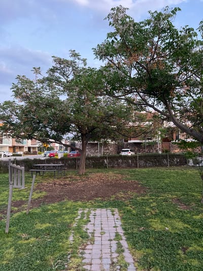 The image depicts an outdoor scene in Arroyo Hondo, Mexico, featuring a green space bordering a residential street under an overcast sky. In the immediate foreground, a partial pathway constructed of light-colored interlocking bricks extends into the frame, interspersed with grass. Adjacent to this, on the left, a rustic wooden structure composed of two vertical posts and a horizontal beam stands in a grassy area.
The midground is occupied by two deciduous trees with dense green foliage. The central tree has a smooth, reddish-brown trunk and both trees display numerous clusters of light-colored flowers and yellowish, ripening fruits. Beneath the central tree, a dark-colored picnic table with attached benches is situated on a patch of bare, reddish-brown earth scattered with small debris. Behind the picnic area, a well-maintained, dense dark green hedge forms a boundary, backed by a low stone wall constructed from irregularly shaped dark stones.
In the background, a paved street runs horizontally across the scene. Several vehicles are visible, including a white SUV parked to the right and a red sedan positioned further left. Beyond the street and stone wall, modern multi-story residential buildings are present, characterized by light-colored facades, some featuring stone or concrete accents. The sky above is partially cloudy, displaying shades of light blue and grey. No individuals are visible in the scene.