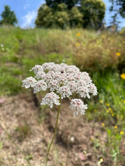 A close-up, eye-level, vertical shot features a white Queen Anne's Lace flower in the foreground, with its delicate umbel of tiny flowers in sharp focus. A small dark insect is visible on the flower's center. The background is softly blurred, depicting a grassy hillside with patches of dry grass and scattered yellow wildflowers under a bright blue sky with white clouds. The image does not depict any recognizable landmarks of Águeda, Portugal.