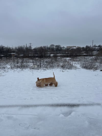 The image displays a snow-covered outdoor scene in Synelnykove, Ukraine, under an overcast gray sky. A tan-colored dog, consistent with a Scottish Terrier breed, is positioned slightly right of center in the midground, oriented towards the left with its head lowered, appearing to sniff the snow. The immediate foreground consists of a blanket of white snow, where faint human footprints are discernible, along with a thin, dark horizontal line near the bottom edge. Beyond the dog, the midground transitions to an area of snow-dusted, leafless bushes and dormant vegetation. The background features a horizontal band of dense, bare trees and bushes, behind which a dark linear feature, possibly a railway track or road, is visible. Further in the distance, a cluster of buildings, along with a prominent electrical transmission tower on the left, indicate a semi-urban landscape. The entire scene is covered in snow, suggesting winter conditions.
